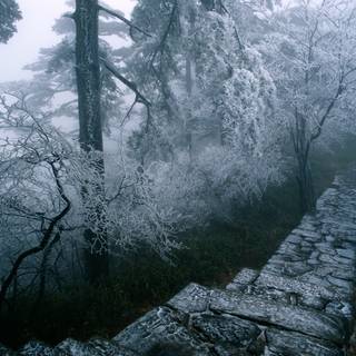 Japan winter forest wallpaper