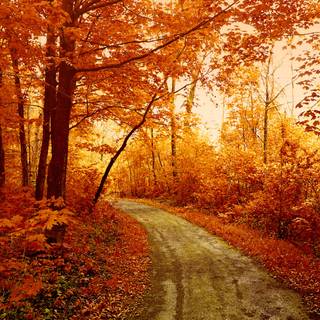 Yellow autumn forest wallpaper