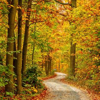 Yellow autumn forest wallpaper