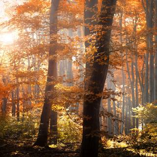 Yellow autumn forest wallpaper