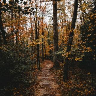 Moody nature wallpaper