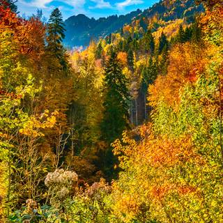 Yellow autumn forest wallpaper