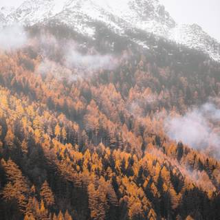 Yellow autumn forest wallpaper