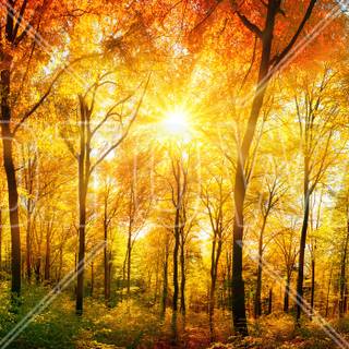 Yellow autumn forest wallpaper
