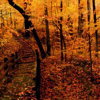 Yellow autumn forest wallpaper