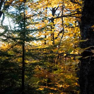 Yellow autumn forest wallpaper
