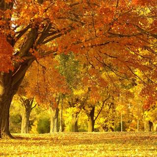 Yellow autumn forest wallpaper