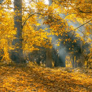 Yellow autumn forest wallpaper