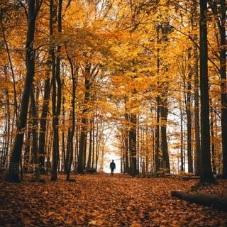Yellow autumn forest wallpaper