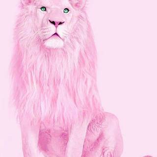 Pink lion wallpaper