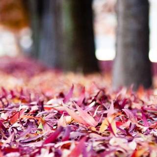 Purple fall wallpaper