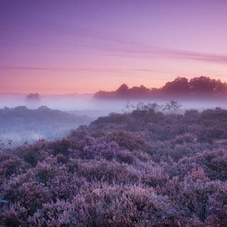 Purple fall wallpaper