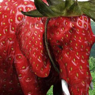 Strawberry elephant wallpaper