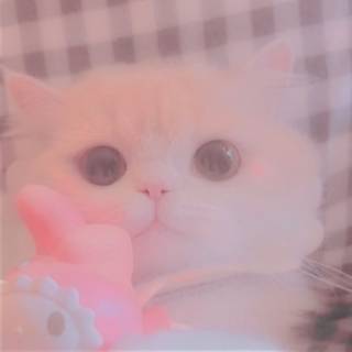 Cute cat PFP wallpaper