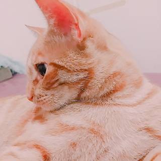 Cute cat PFP wallpaper