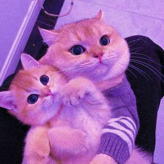 Cute cat PFP wallpaper