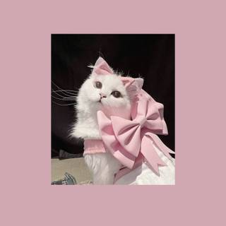 Cute cat PFP wallpaper