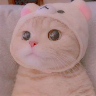 Cute cat PFP wallpaper