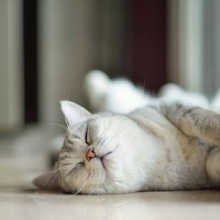 Cute cat PFP wallpaper