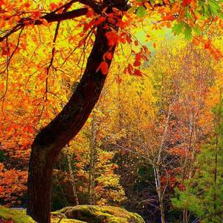 Autumn colorful forest wallpaper