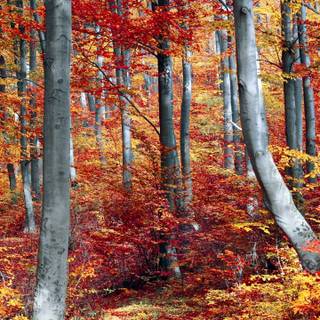 Autumn colorful forest wallpaper