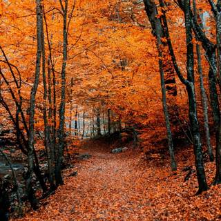 Autumn colorful forest wallpaper