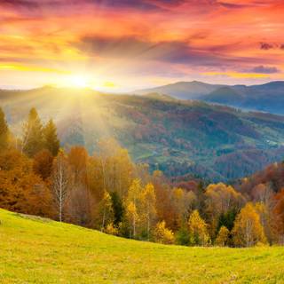 Autumn colorful forest wallpaper