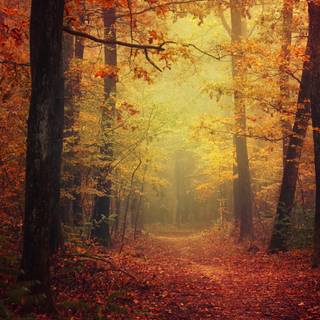 Autumn colorful forest wallpaper