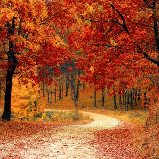 Autumn colorful forest wallpaper