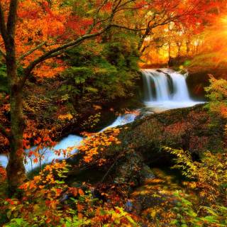 Autumn colorful forest wallpaper
