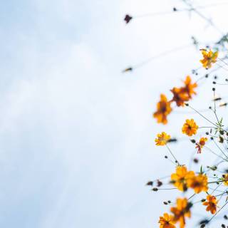 Quiet and peaceful wallpaper