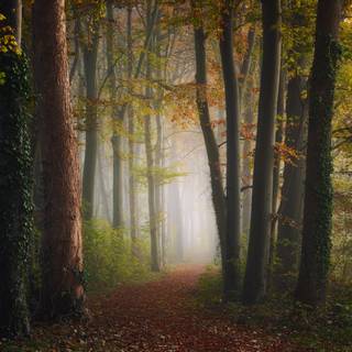 Autumn colorful forest wallpaper