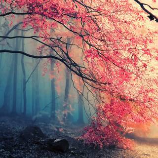 Autumn colorful forest wallpaper