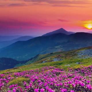 Quiet and peaceful wallpaper