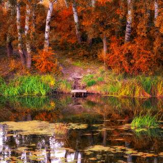 Autumn colorful forest wallpaper