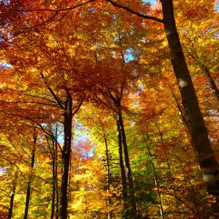Autumn colorful forest wallpaper