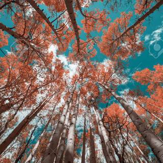 Autumn colorful forest wallpaper