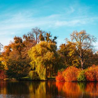 Autumn colorful forest wallpaper