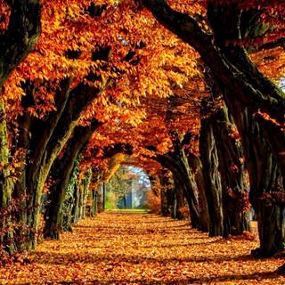 Autumn colorful forest wallpaper