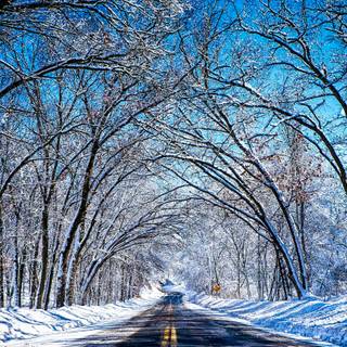 Winter road trees wallpaper