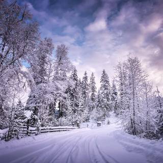 Winter road trees wallpaper