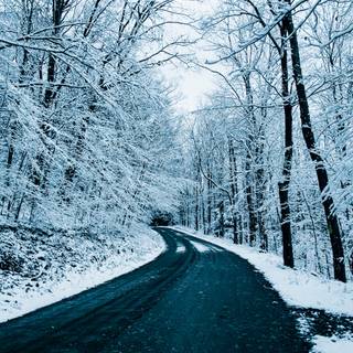 Winter road trees wallpaper