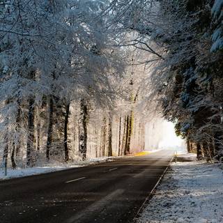 Winter road trees wallpaper