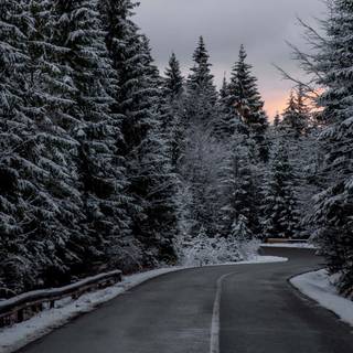 Winter road trees wallpaper