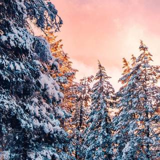 Winter road trees wallpaper