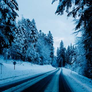 Winter road trees wallpaper