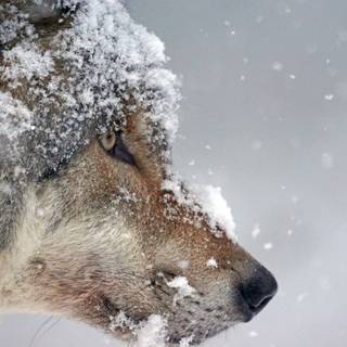 Winter 4k animal wallpaper