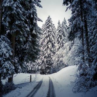 Winter road trees wallpaper