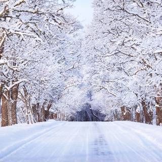 Winter road trees wallpaper