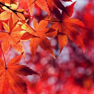 Vintage autumn iPhone wallpaper